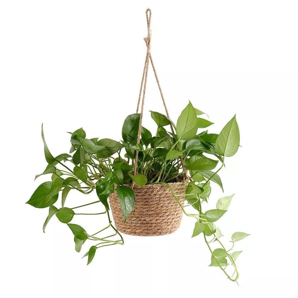 Hanging Planter Basket